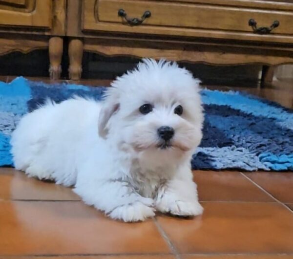 Chip Coton De Tulear Chip Coton De Tulear