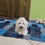 Chip-male-coton-de-tulear-puppy-for-sale- (5)