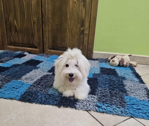 Chip Coton De Tulear Chip Coton De Tulear