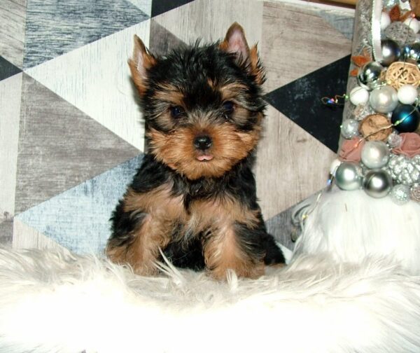 Chip Yorkshire Terrier Chip Yorkshire Terrier