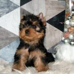 Chip-male-yorkshire-terrier-puppy-for-sale- (2)