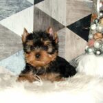 Chip-male-yorkshire-terrier-puppy-for-sale- (3)