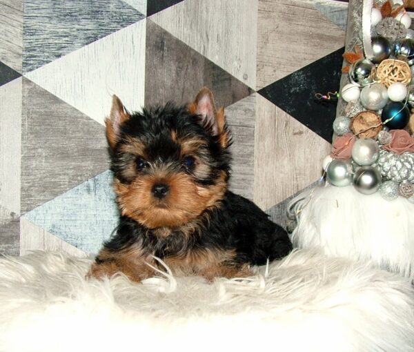 Chip Yorkshire Terrier Chip Yorkshire Terrier