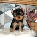 Chip-male-yorkshire-terrier-puppy-for-sale- (4)