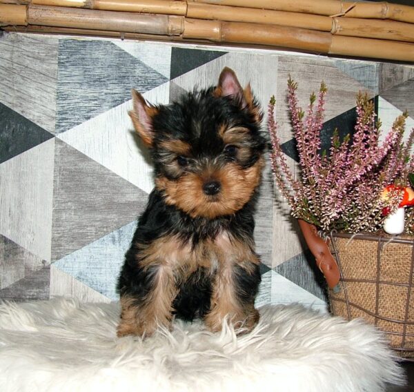 Chip Yorkshire Terrier Chip Yorkshire Terrier