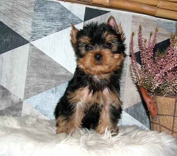 Chip Yorkshire Terrier Chip Yorkshire Terrier