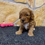 Chloe-male-cavapoo-puppy-for-sale-1 (1)