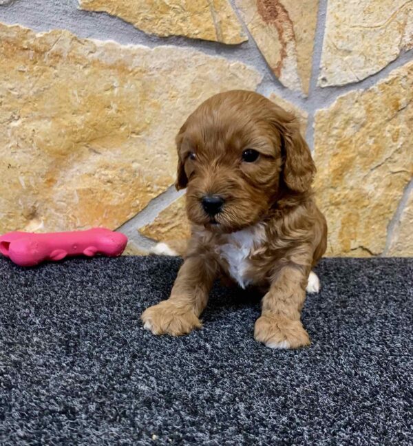 Chloe Cavapoo Chloe Cavapoo