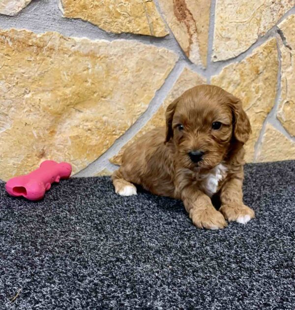 Chloe Cavapoo Chloe Cavapoo