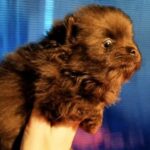 Chon-male-Pomeranian puppy-for-sale-1