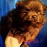 Chon-male-Pomeranian puppy-for-sale-2