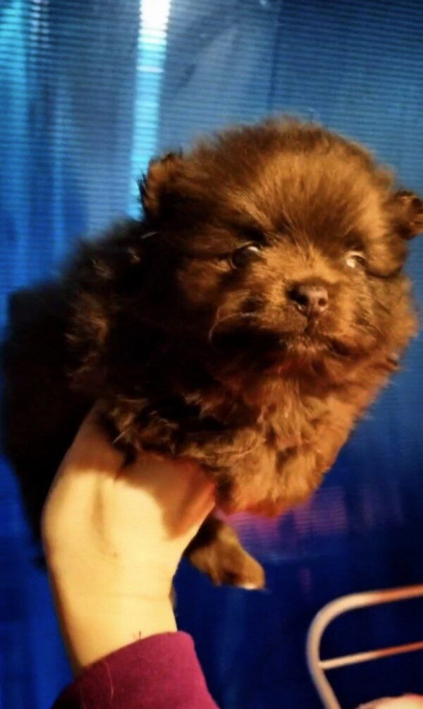 Chon Pomeranian Chon Pomeranian