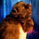 Chon-male-Pomeranian puppy-for-sale-3