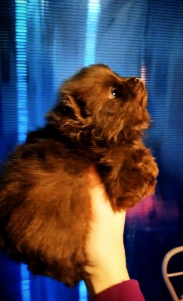 Chon Pomeranian Chon Pomeranian