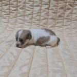 Chosik-male-coton-de-tulear-puppy-for-sale-1 (1)