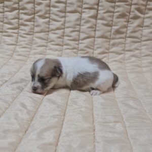 Chosik Coton De Tulear Chosik Coton De Tulear