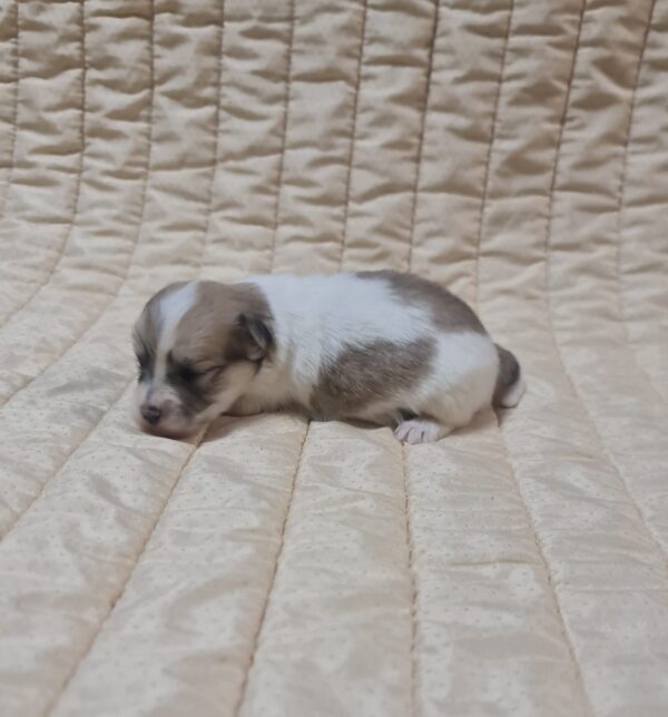 Chosik Coton De Tulear Chosik Coton De Tulear