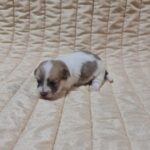 Chosik-male-coton-de-tulear-puppy-for-sale-1 (2)