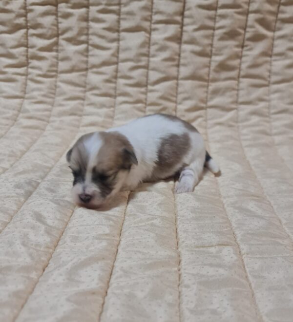 Chosik Coton De Tulear Chosik Coton De Tulear