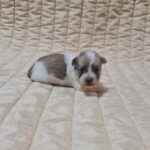 Chosik-male-coton-de-tulear-puppy-for-sale-1 (3)