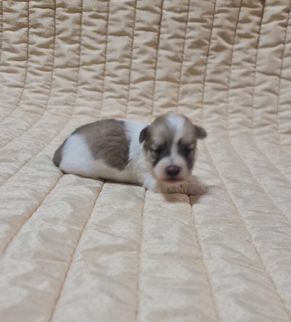 Chosik Coton De Tulear Chosik Coton De Tulear