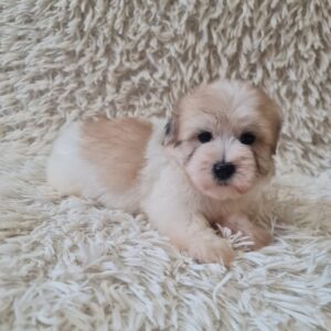 Chosik Coton De Tulear Chosik Coton De Tulear
