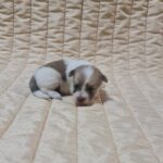 Chosik-male-coton-de-tulear-puppy-for-sale-1 (4)