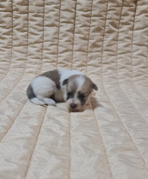 Chosik Coton De Tulear Chosik Coton De Tulear