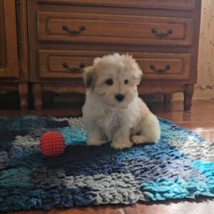 Chosik Coton De Tulear Chosik Coton De Tulear