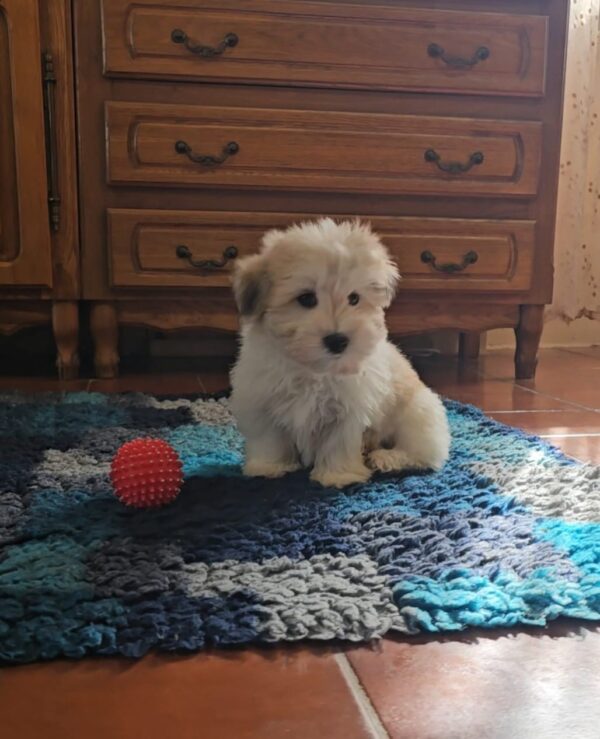 Chosik Coton De Tulear Chosik Coton De Tulear