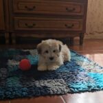 Chosik-male-coton-de-tulear-puppy-for-sale- (3)