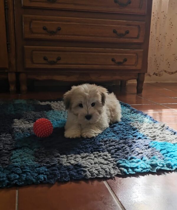 Chosik Coton De Tulear Chosik Coton De Tulear