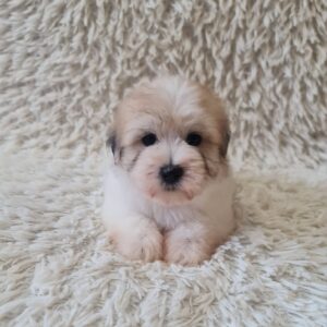 Chosik Coton De Tulear Chosik Coton De Tulear