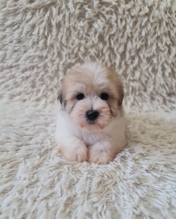 Chosik Coton De Tulear Chosik Coton De Tulear