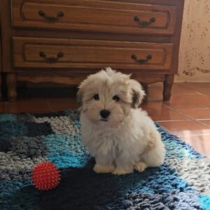 Chosik Coton De Tulear Chosik Coton De Tulear
