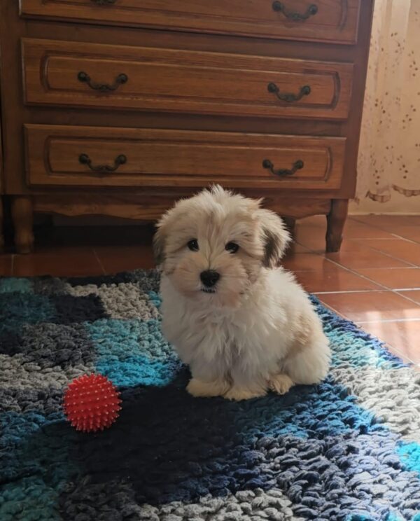 Chosik Coton De Tulear Chosik Coton De Tulear