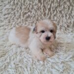 Chosik-male-coton-de-tulear-puppy-for-sale- (4)