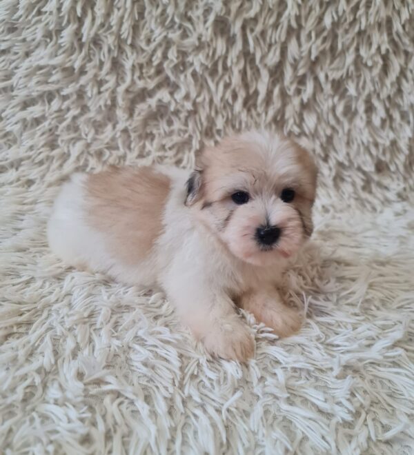 Chosik Coton De Tulear Chosik Coton De Tulear