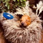 Christian-male-miniature-poodle-puppy-for-sale-1 (1)