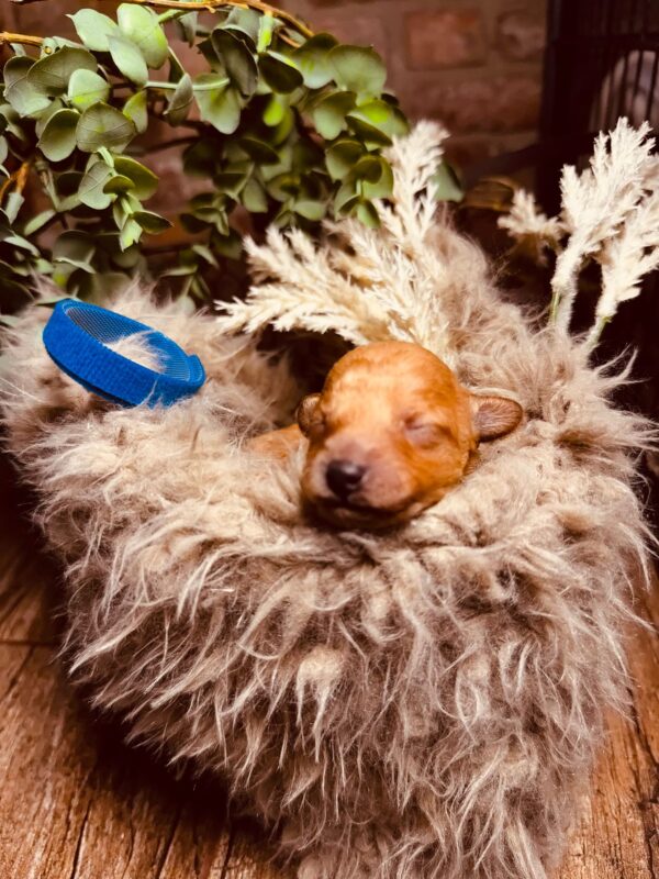 Christian Miniature Poodle Christian Miniature Poodle