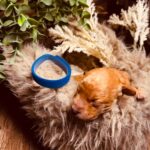 Christian-male-miniature-poodle-puppy-for-sale-1 (2)