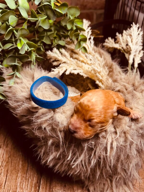 Christian Miniature Poodle Christian Miniature Poodle