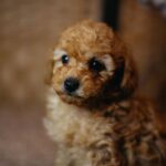 Christian-male-miniature-poodle-puppy-for-sale- (1)