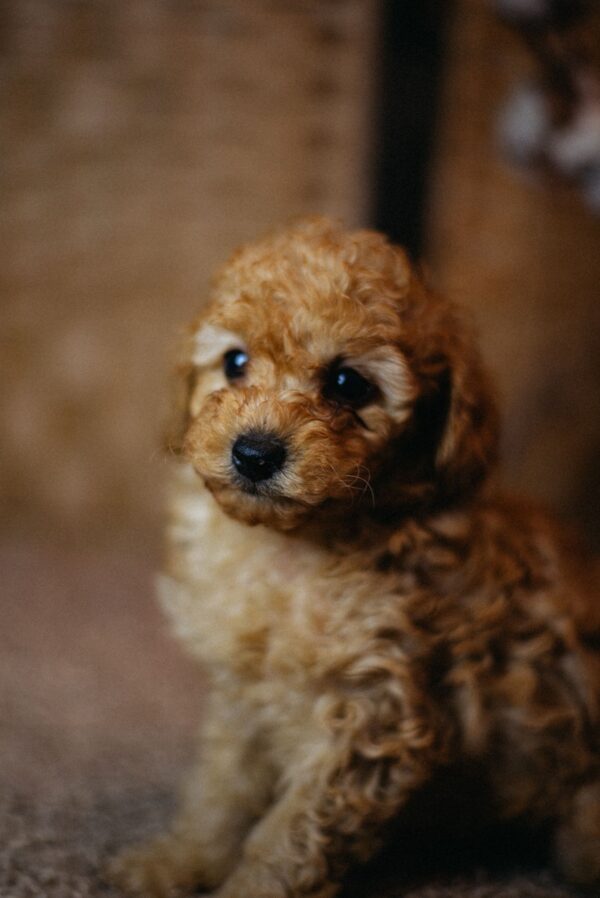 Christian Miniature Poodle Christian Miniature Poodle