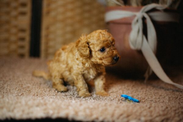 Christian Miniature Poodle Christian Miniature Poodle