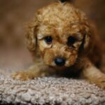 Christian-male-miniature-poodle-puppy-for-sale- (2)