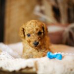 Christian-male-miniature-poodle-puppy-for-sale- (2)