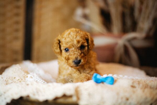 Christian Miniature Poodle Christian Miniature Poodle