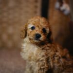 Christian-male-miniature-poodle-puppy-for-sale- (3)