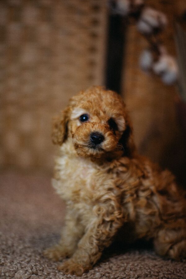 Christian Miniature Poodle Christian Miniature Poodle